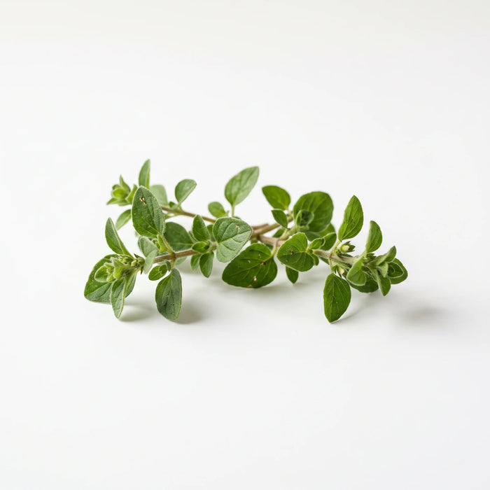 Huile d'origan